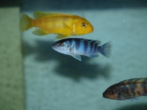 Maylandia lombardoi Nkhomo Reef (Couple)