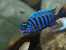 Maylandia zebra Nkhata Bay (Mâle BB)