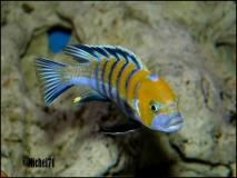 Cynotilapia zebroides Cobue (Mâle)