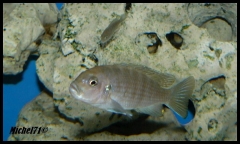 Cynotilapia zebroides Cobue (Femelle)