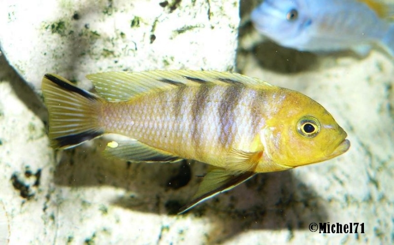 Cynotilapia sp. 