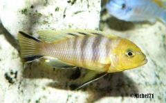 Cynotilapia sp. "lion" Mara Rocks (Male)