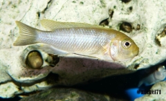 Cynotilapia sp. "lion" Mara Rocks (Femelle)