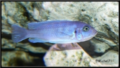 Cynotilapia sp. "hara" Gallireya reef (Femelle)