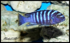 Cynotilapia zebroides Charo (Male)