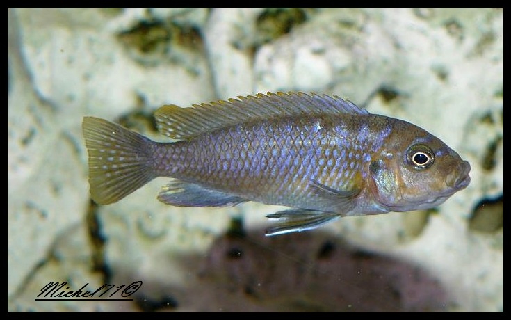 Cynotilapia zebroides Charo (Femelle)