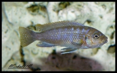 Cynotilapia zebroides Charo (Femelle)