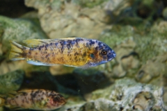 Labeotropheus fuelleborni Katale Island (Male OB)