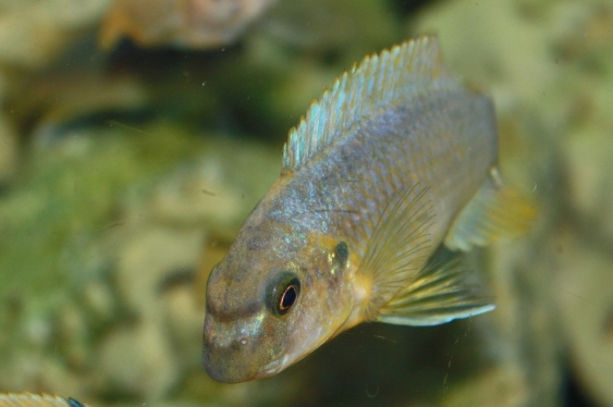 Labeotropheus fuelleborni Katale Island (Femelle)