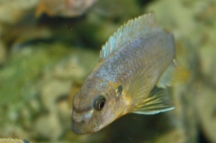 Labeotropheus fuelleborni Katale Island (Femelle)
