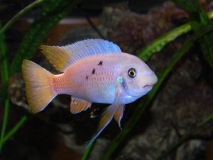 Labeotropheus fuelleborni Mbenji Island (Mâle O)