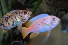 Labeotropheus fuelleborni Mbenji Island (Couple)