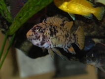 Labeotropheus fuelleborni Mbenji Island (Femelle OB)