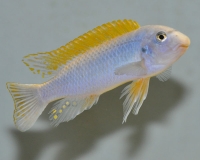 Labeotropheus trewavasae Maleri (Mâle)
