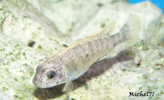 Labeotropheus trewavasae Maleri (Femelle O)