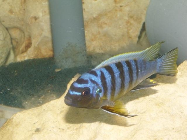 Maylandia sp. 