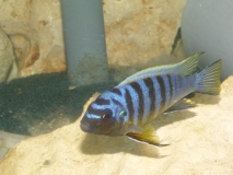 Maylandia sp. 