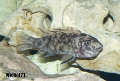 Labeotropheus trewavasae Maleri (Femelle OB)