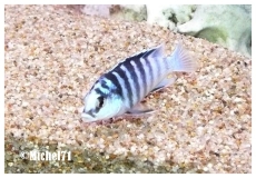 Labidochromis chisumulae Chizumulu Island (Male)