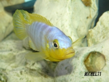 Maylandia aurora Kanjindo Rocks (Male)