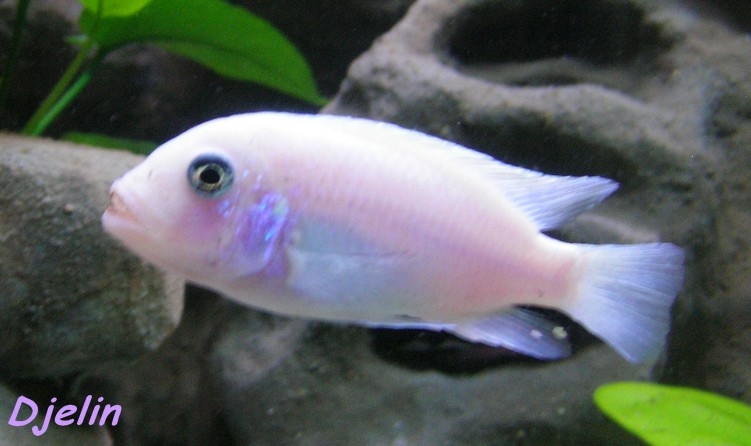 Maylandia callainos Lupingu (Male)