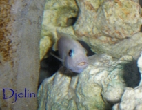 Maylandia callainos Lupingu ( Femelle)