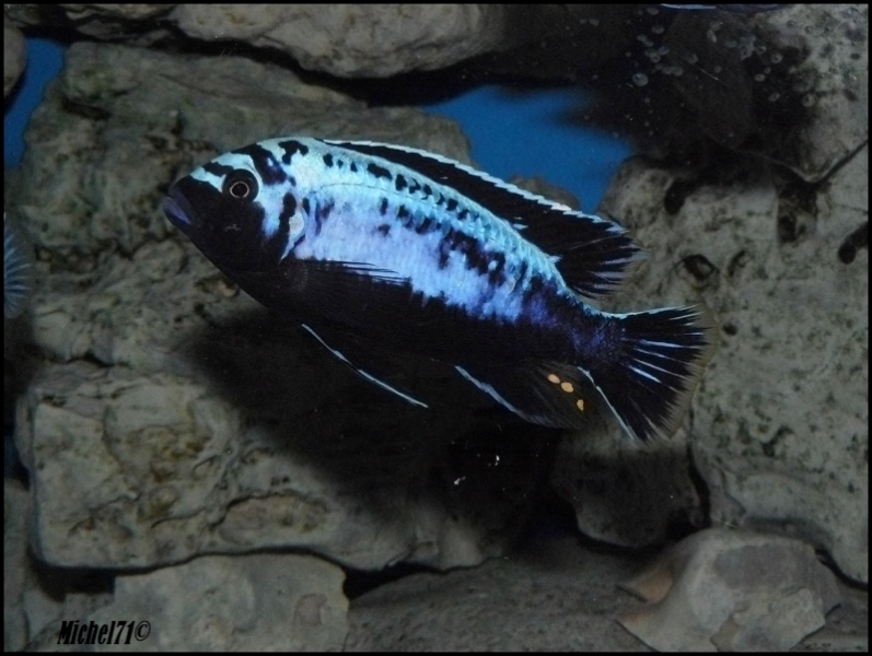 Maylandia sp. 