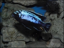 Maylandia sp. 