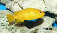 Maylandia sp. 