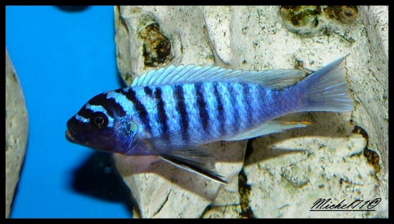 Maylandia zebra Chiofu (Mâle)