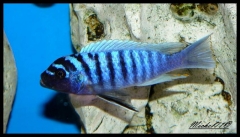 Maylandia zebra Chiofu (Mâle)