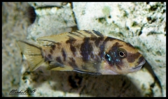 Maylandia zebra Chiofu (Femelle)