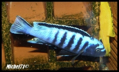 Pseudotropheus sp. "elongatus ornatus tanzania" Luhuchi  (Mâle)