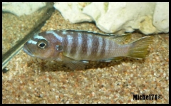 Pseudotropheus sp. "elongatus ornatus tanzania" Luhuchi (Femelle)