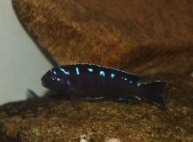 Pseudotropheus sp. 