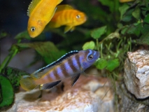 Chindongo saulosi  Taiwan Reef (Mâle en cours de coloration)