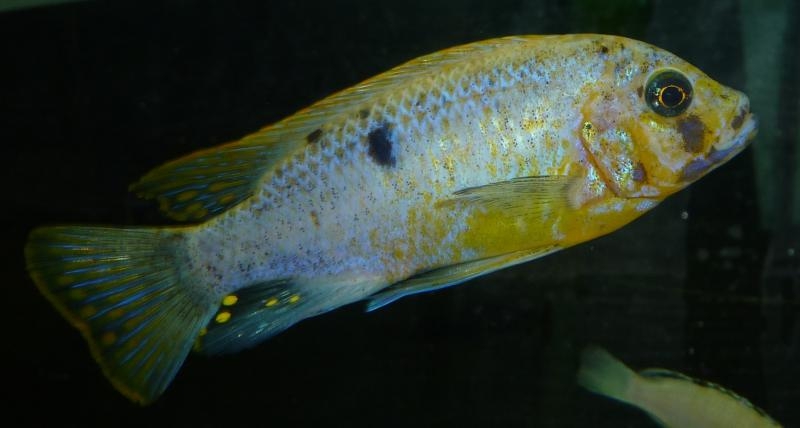Maylandia fainzilberi Lundo (Male O)