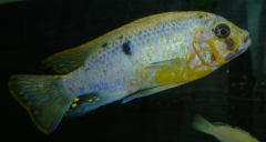 Maylandia fainzilberi Lundo (Male O)