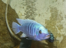 Maylandia zebra Manda (Mâle)