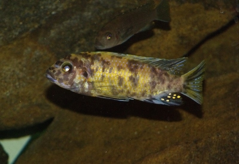 Maylandia sp. 