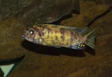 Maylandia sp. 