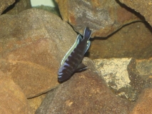 Cynotilapia aurifrons Luwino Reef (Mâle)