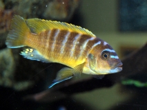 Maylandia sp. 