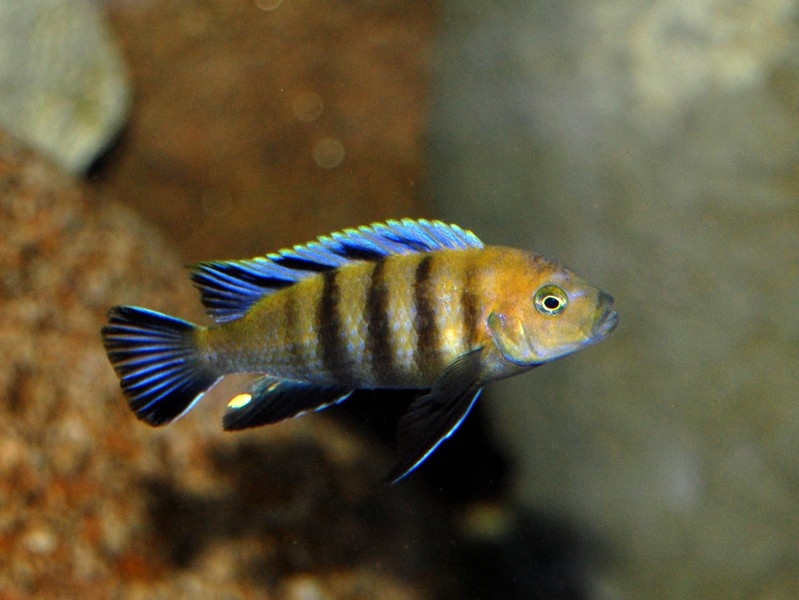 Cynotilapia sp. 