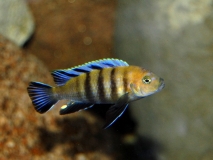 Cynotilapia sp. 