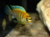 Maylandia sp. 