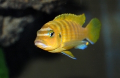 Maylandia sp. 
