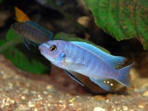 Labeotropheus trewavasae Minos reef (Mâle)