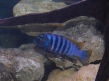 Maylandia pyrsonotos Nakantenga Island (Mâle)
