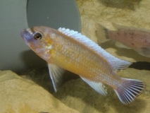 Labeotropheus trewavasae Chilumba (Mâle)
